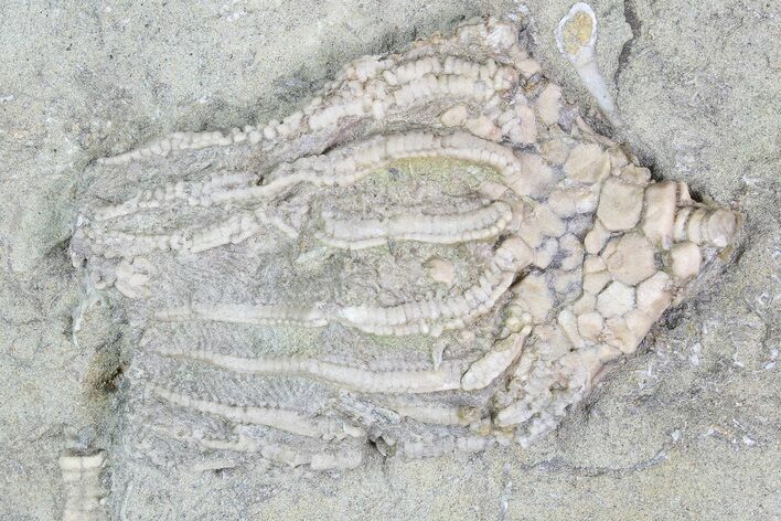 Crinoid (Macrocrinus) Fossil - Crawfordsville, Indiana #92532